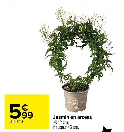 Jasmin En Arceau