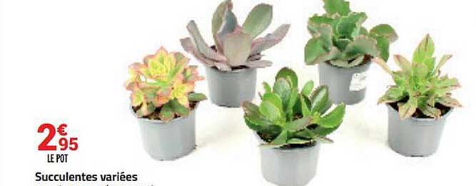 le pot succulentes variées