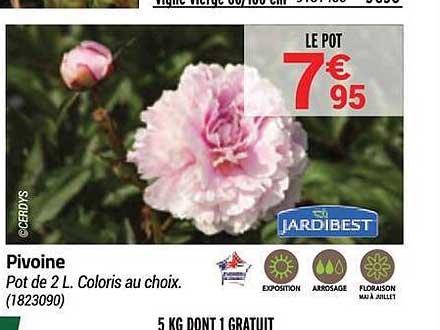 pivoine jardibest