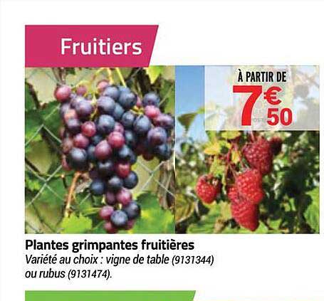 plantes grimpantes fruitières