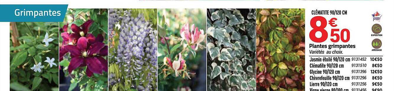 plantes grimpantes