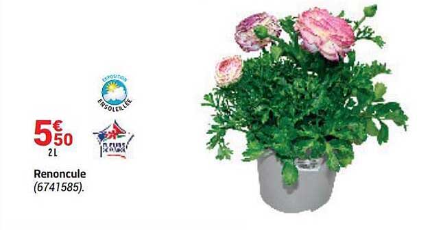 renoncule