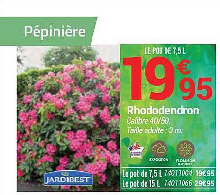 rhododendron jardibest