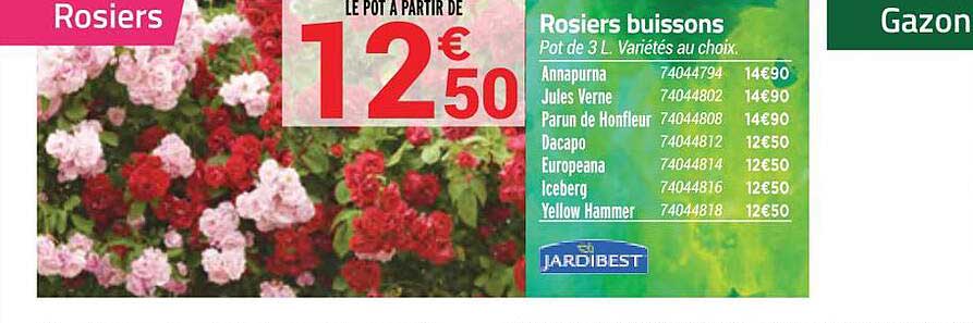 rosiers buissons