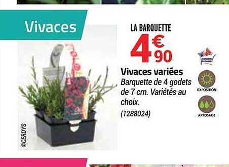 vivaces variées