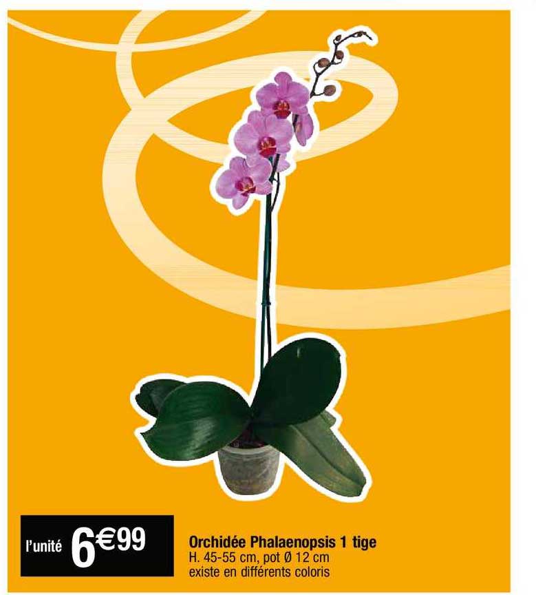 orchidée phalaenopsis 1 tige