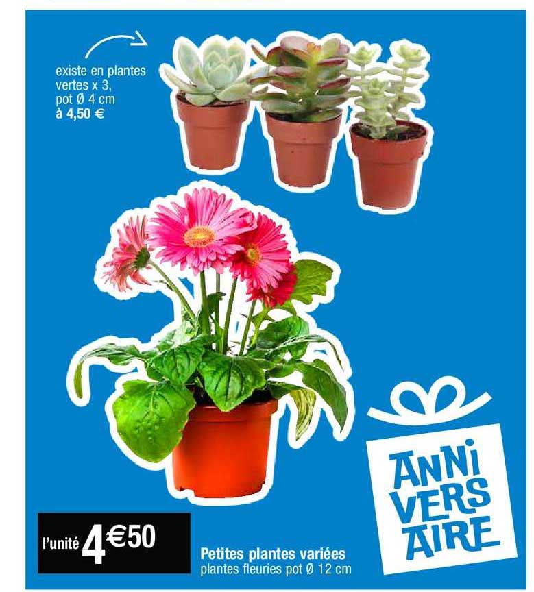 Petites Plantes Variées