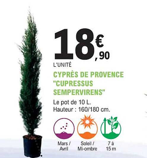 cyprès de provence "cupressus sempervirens"