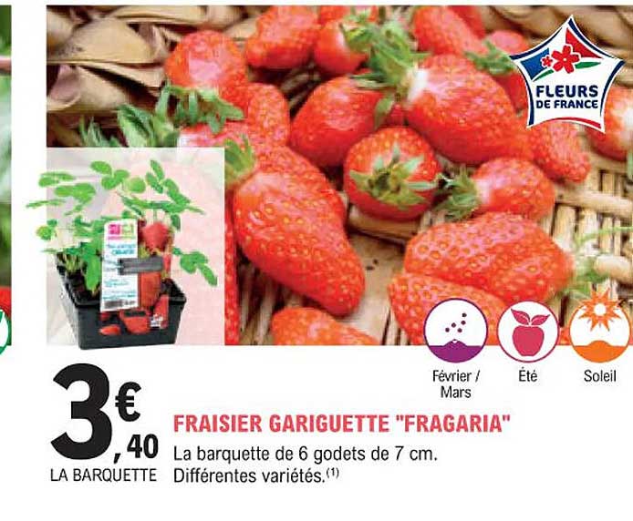 fraisier gariguette "fragaria"