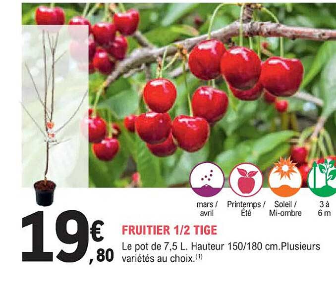 fruitier 1/2 tige