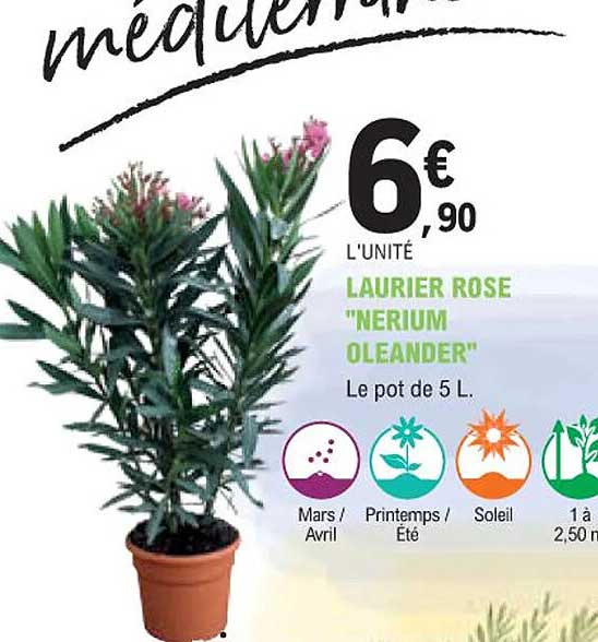 laurier rose "nerium oleander"