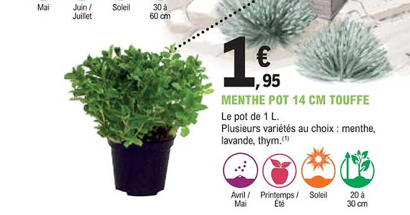 menthe pot 14 cm touffe