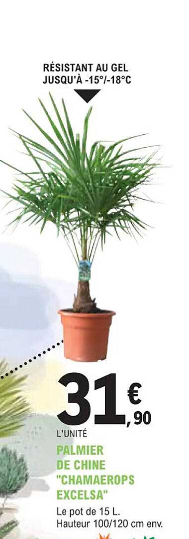 palmier de chine "chamaerops excelsa"
