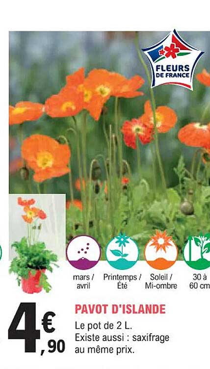 pavot d'islande