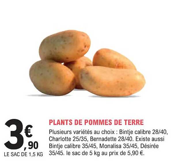 plants de pommes de terre