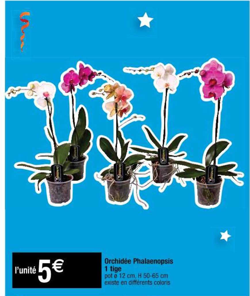 Orchidée Phalaenopsis 1 Tige