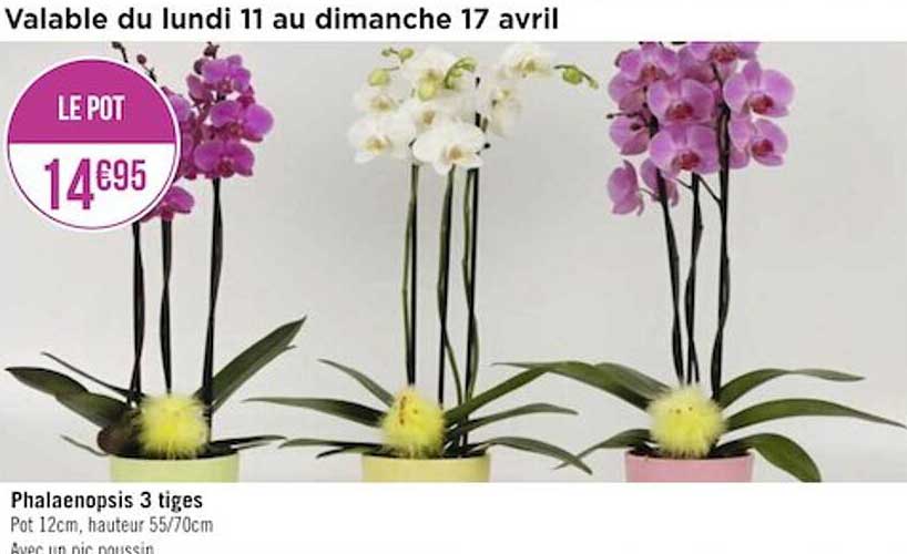 Phalaenopsis 3 Tiges