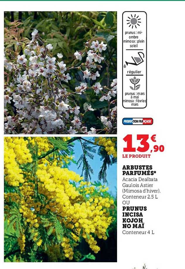 arbuste parfumés ou prunus incisa kojoh no maï