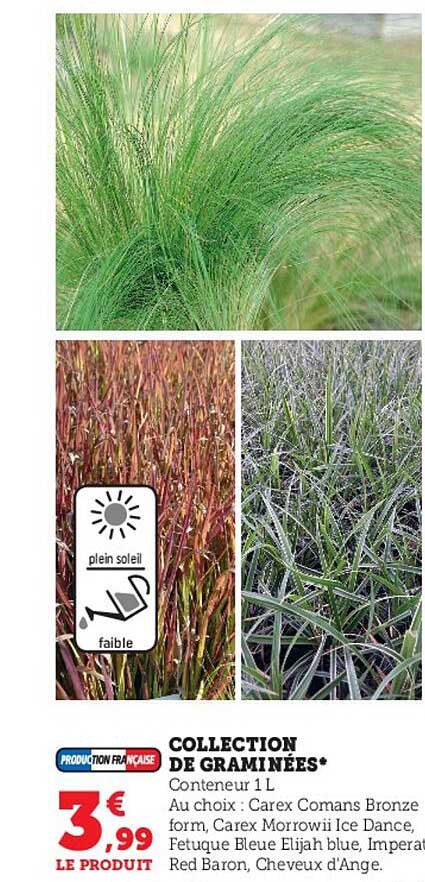 collection de graminées