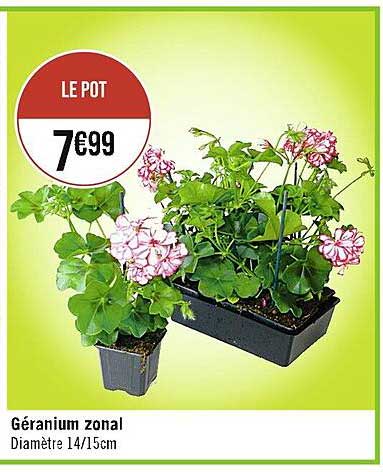 géranium zonal