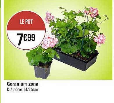 géranium zonal