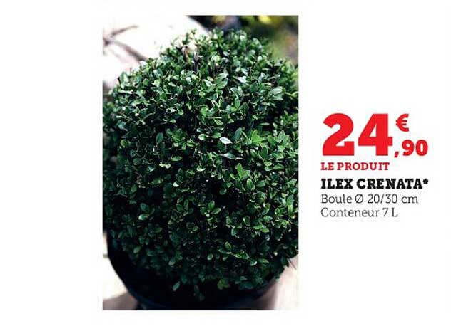 Ilex Crenata