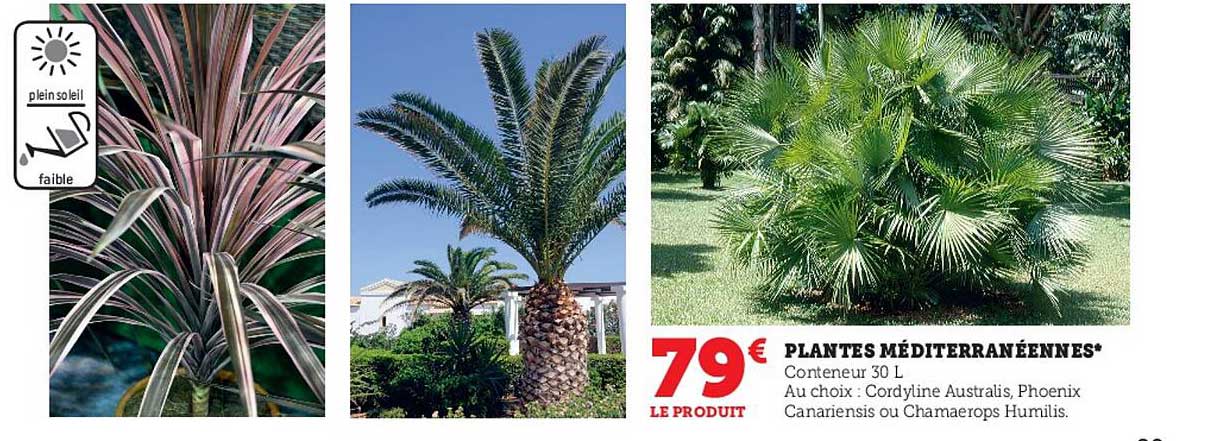 plantes méditerranéennes