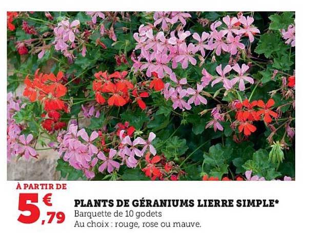 plants de géraniums lierre simple