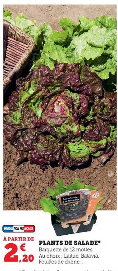 plants de salade