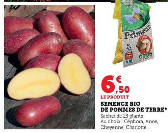 semence bio de pommes de terre