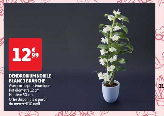 dendrobium nobile blanc 1 branche