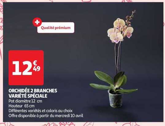 orchidée 2 branches variété spéciale
