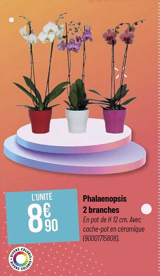 Phalaenopsis 2 Branches