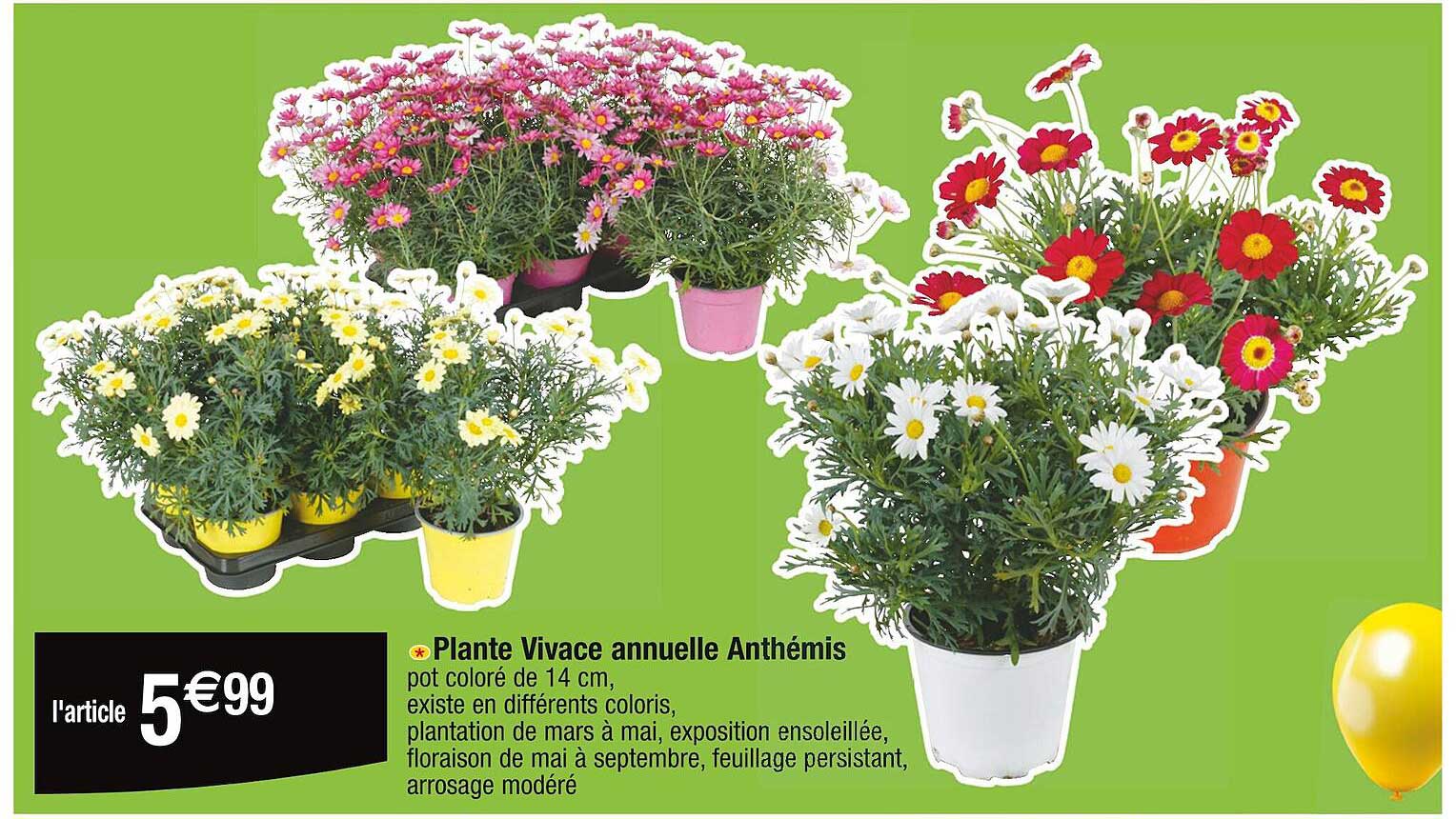 plante vivace annuelle anthémis