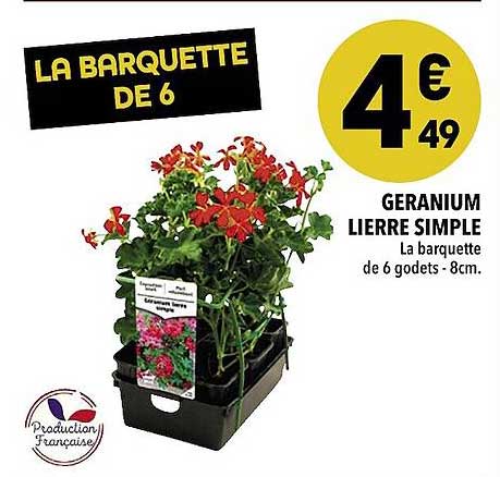 géranium lierre simple