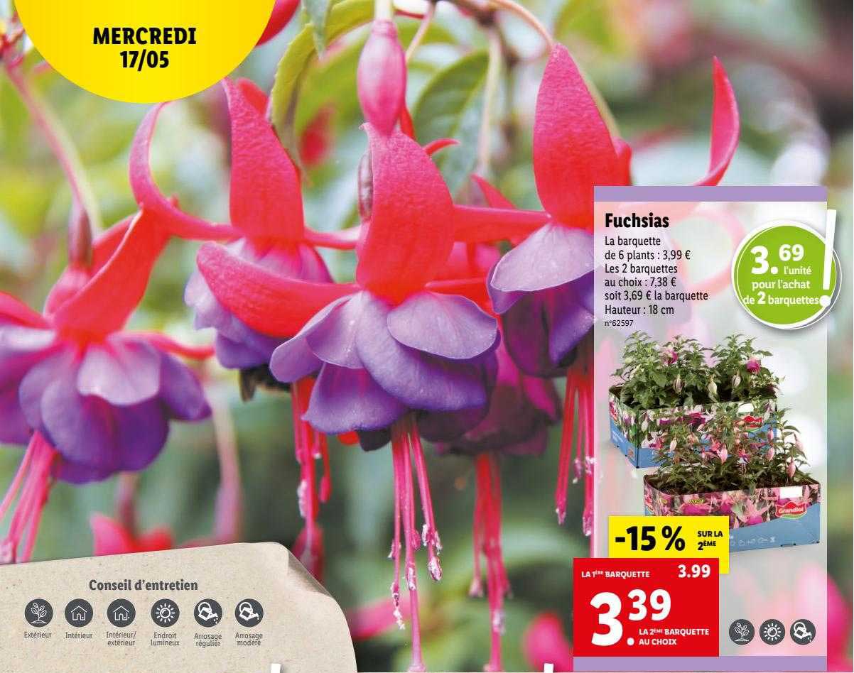 fuchsias