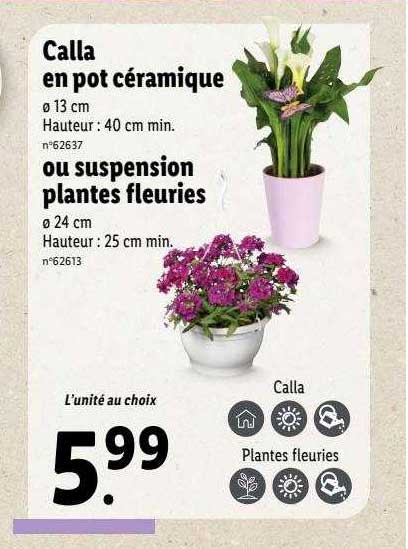 calla en pot céramique ou suspension plantes fleuries