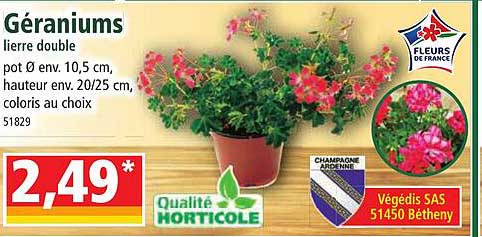 géraniums lierre double