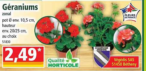 géraniums zonal