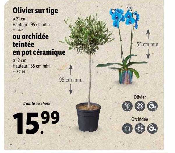 olivier sur tige ou orchidée teintée en pot céramique