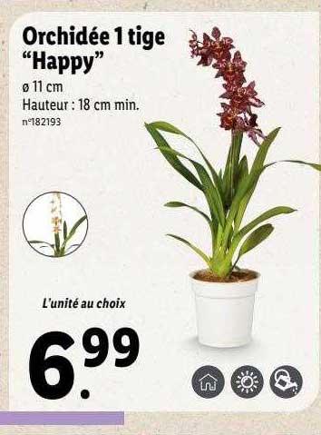 orchidée 1 tige "happy"