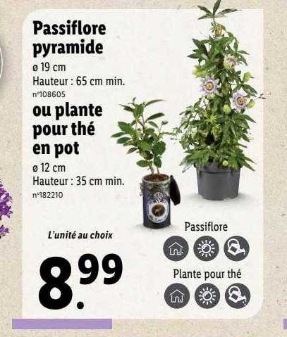 Passiflore Pyramide Ou Plante Pour Thé En Pot