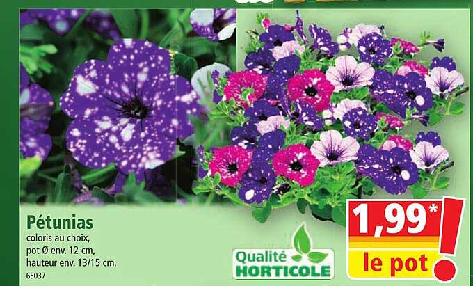 pétunias