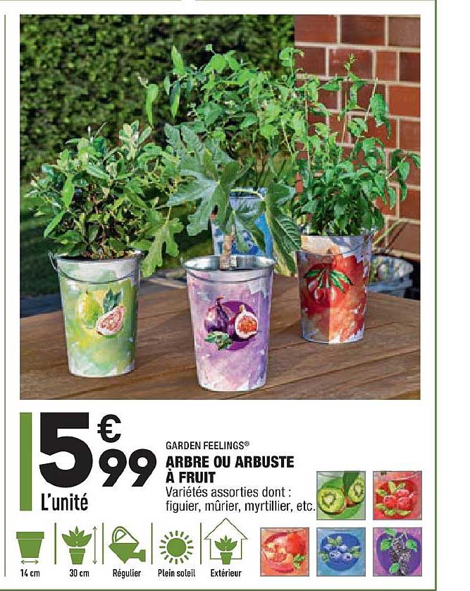 garden feelings arbre ou arbuste à fruit figuier mûrier myrtillier etc