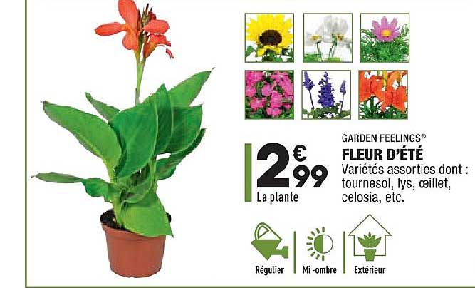 garden feelings fleur d'été tournesol lys œillet celosia ect.