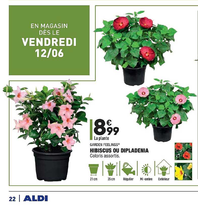garden feelings hibiscus ou dipladenia coloris assortis