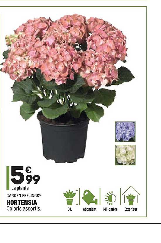 garden feelings hortensia coloris assortis