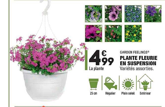 garden feelings plante fleurie en suspension variétés assorties
