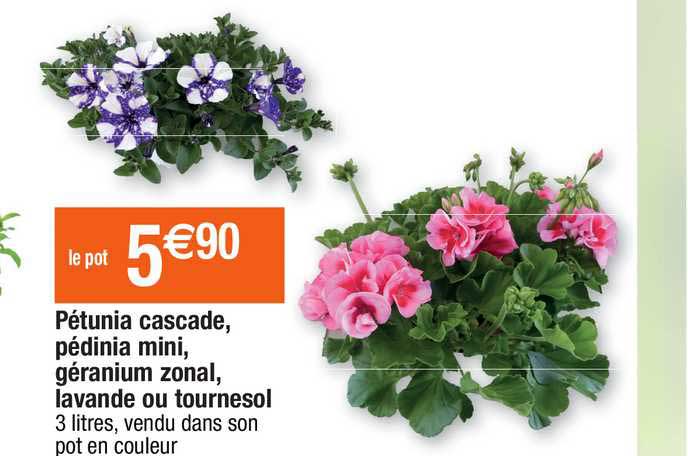 pétunia cascade, pédinia mini, géranium zonal, lavande ou tournesol