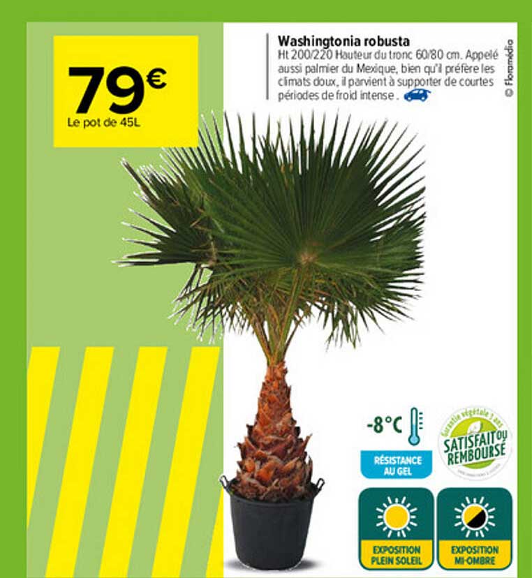 washingtonia robusta